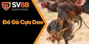 Đá Gà Cựa Dao
