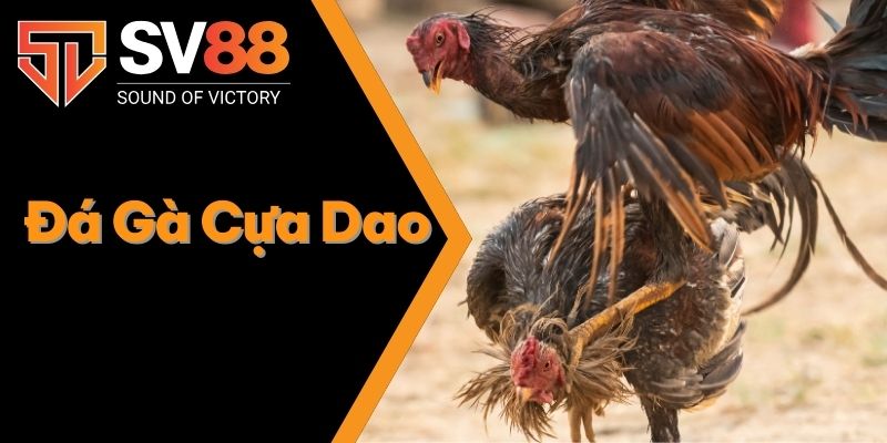 Đá Gà Cựa Dao