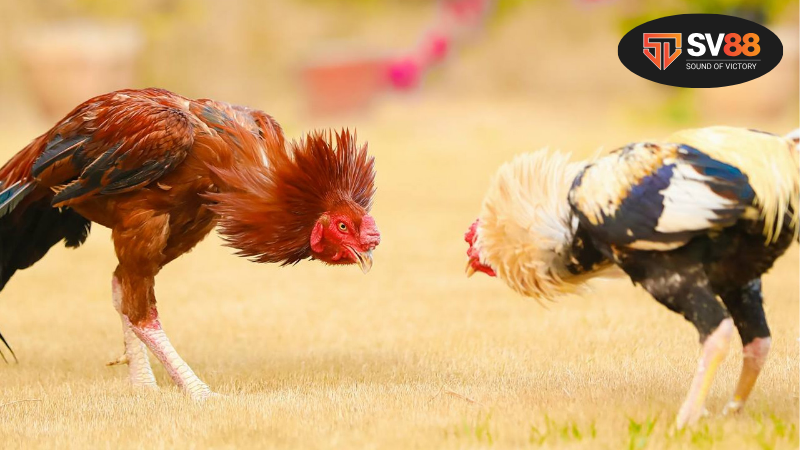 Ngũ hành đá gà - Bí quyết phong thủy nâng cao 2 Hiểu rõ về ngũ hành và mối liên hệ với trò chơi đá gà